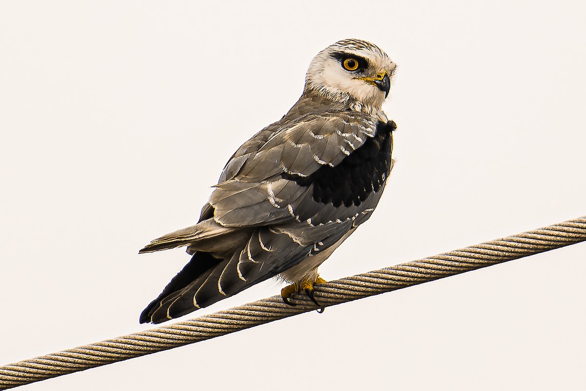 Black-winged Kite - ML620404890