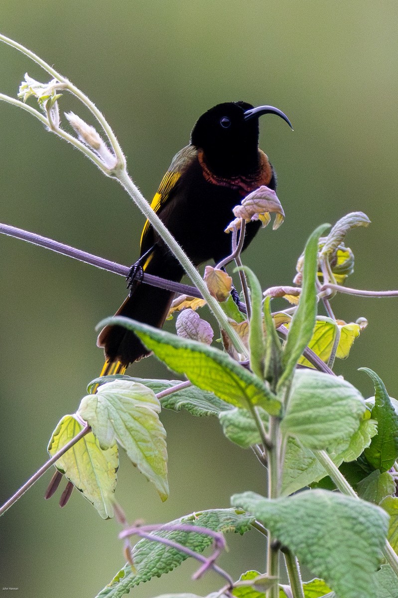 Golden-winged Sunbird - ML620404892