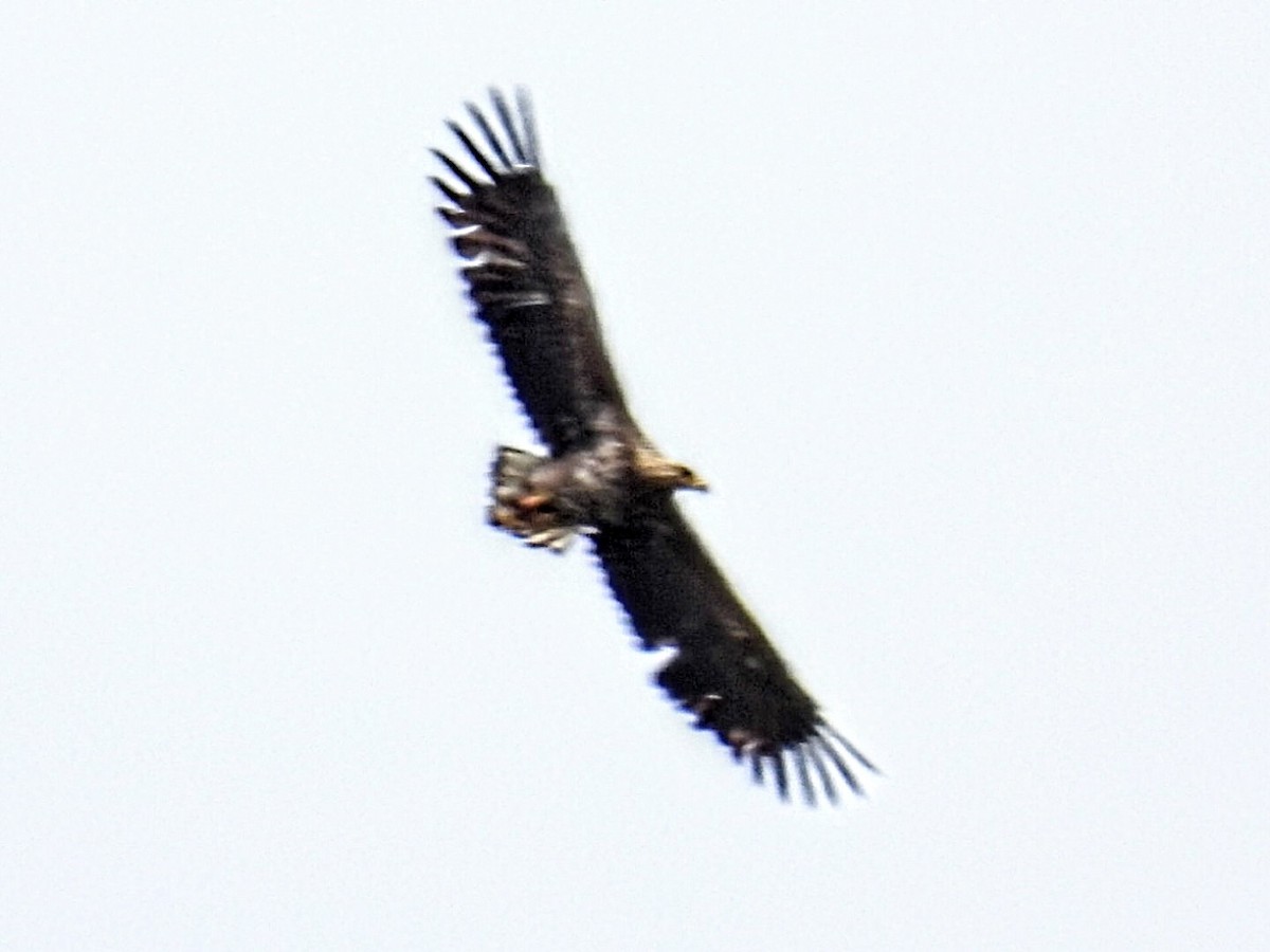 White-tailed Eagle - ML620404896