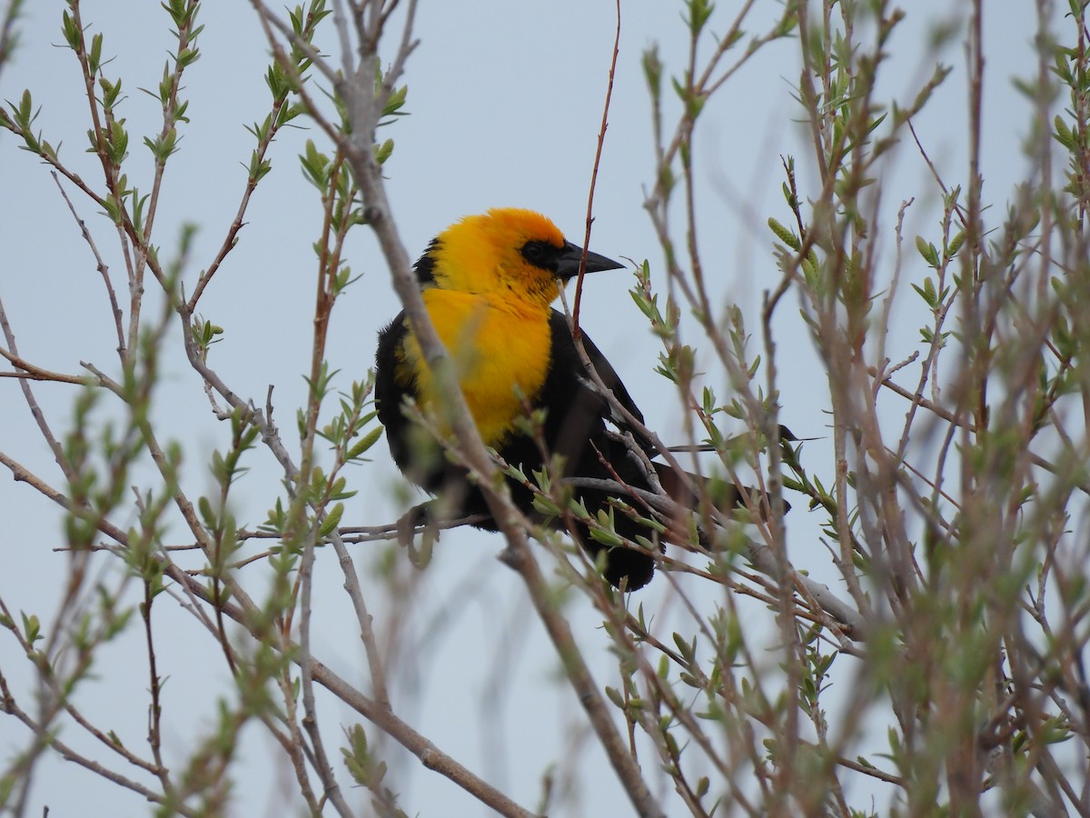Yellow-headed Blackbird - ML620404898
