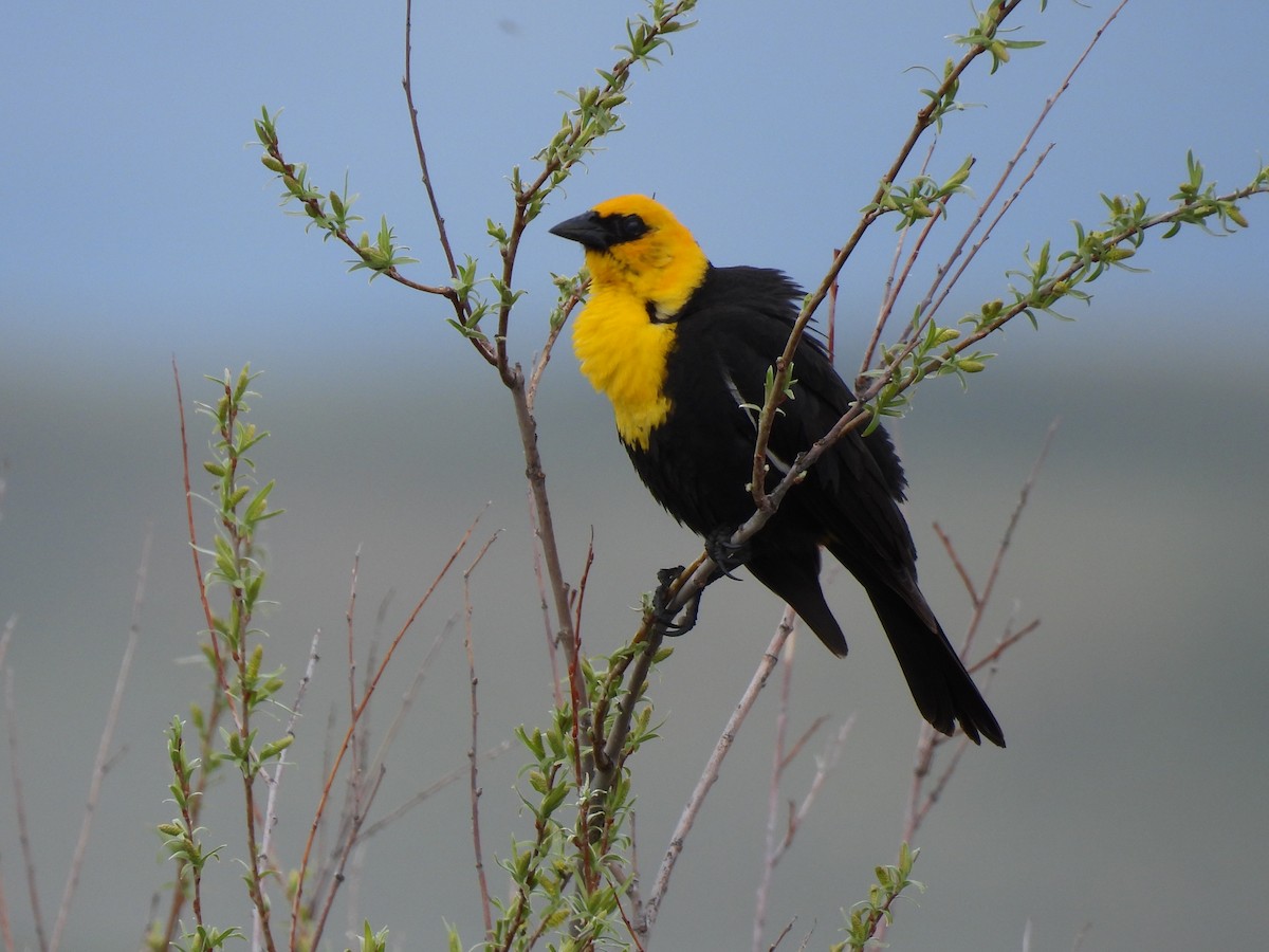 Yellow-headed Blackbird - ML620404899