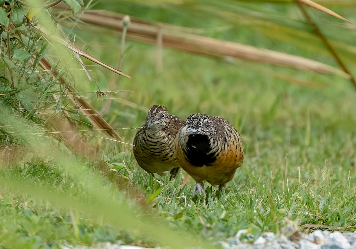 Barred Buttonquail - Chien N Lee