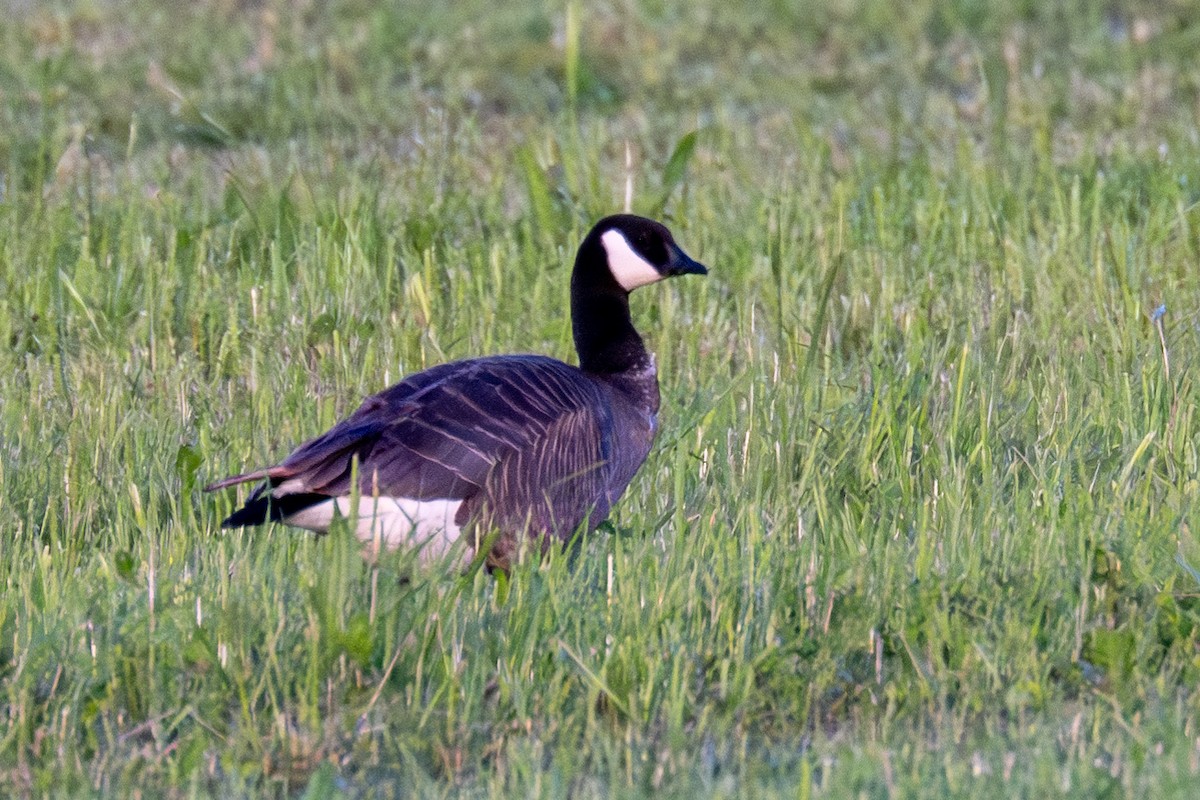 Cackling Goose - ML620404913