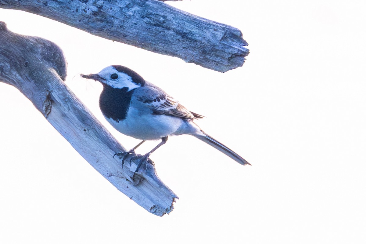 White Wagtail - ML620404932