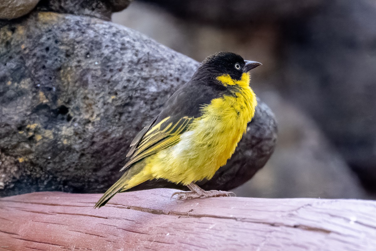 Baglafecht Weaver - ML620404933