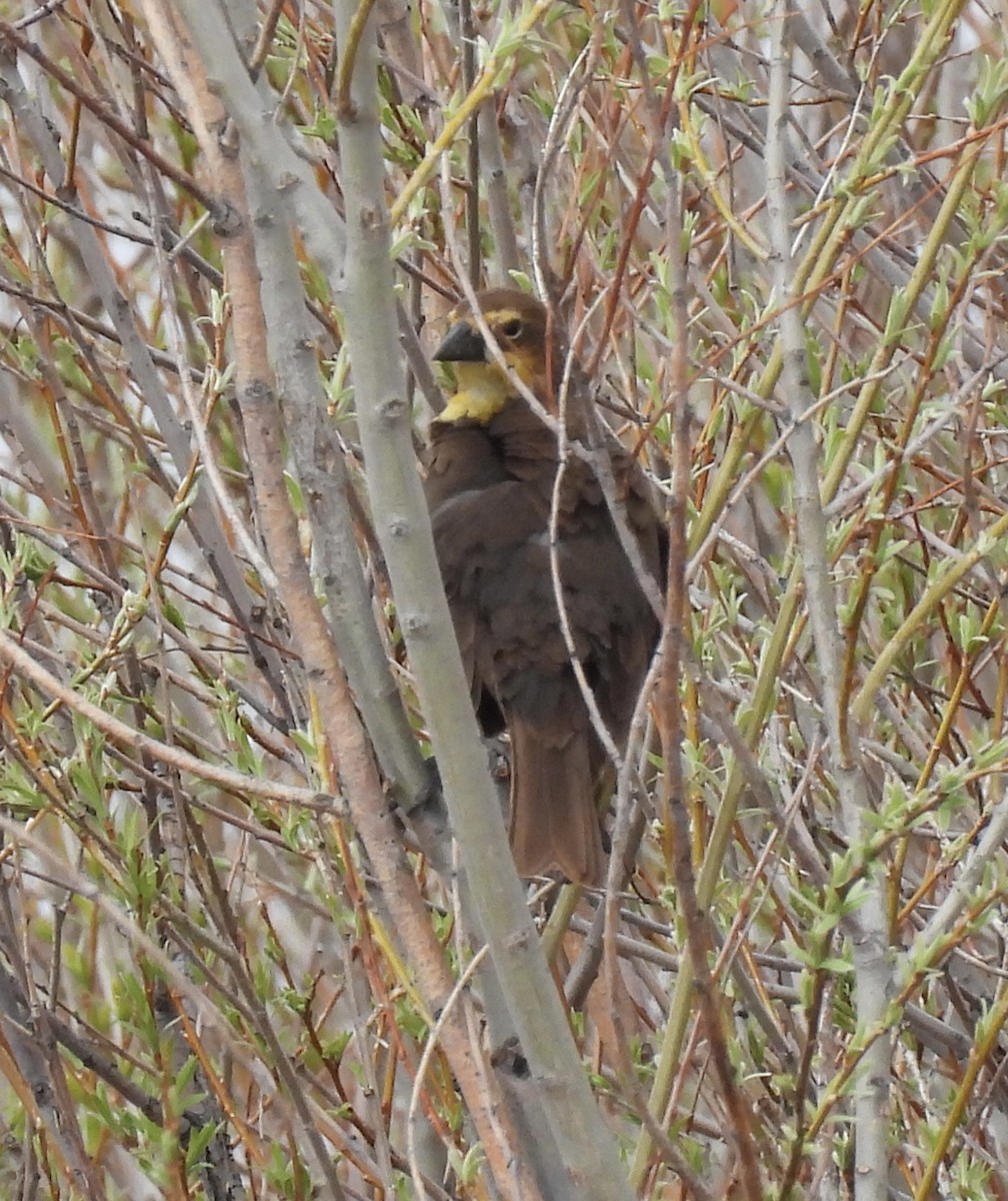 Yellow-headed Blackbird - ML620404937