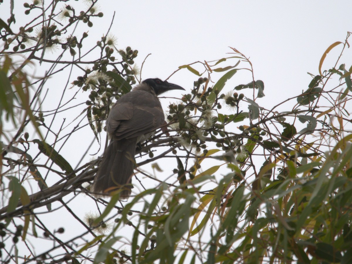 Noisy Friarbird - ML620404943