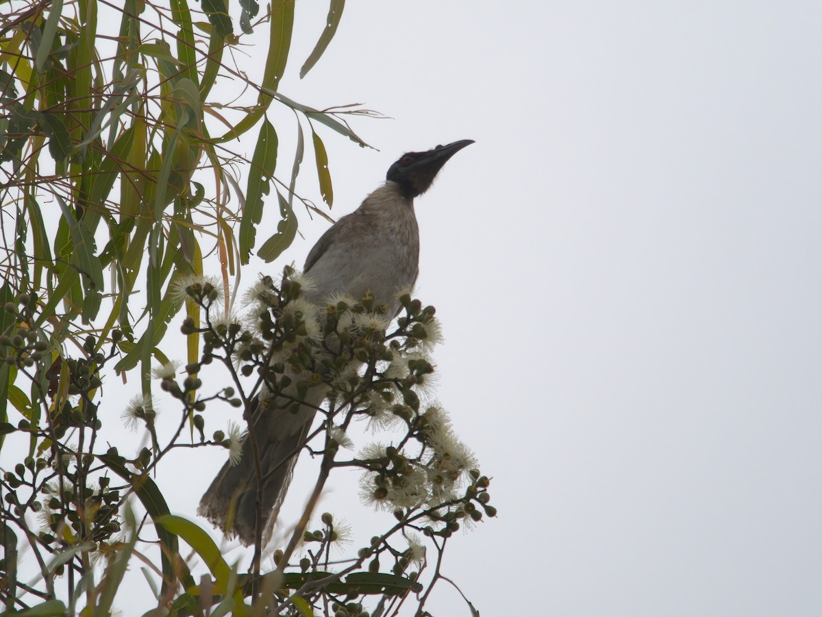 Noisy Friarbird - ML620404945