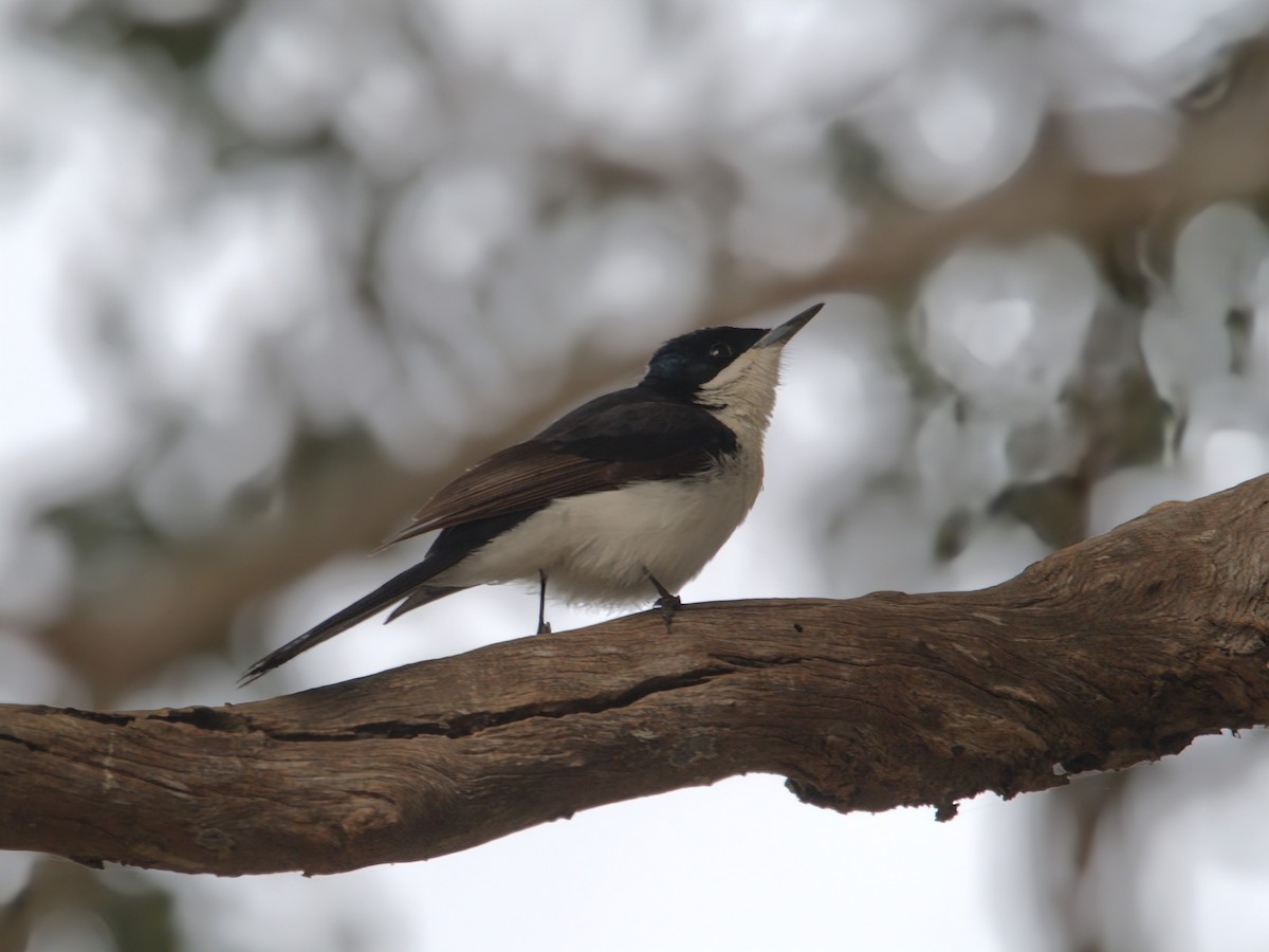 Restless Flycatcher - ML620404950