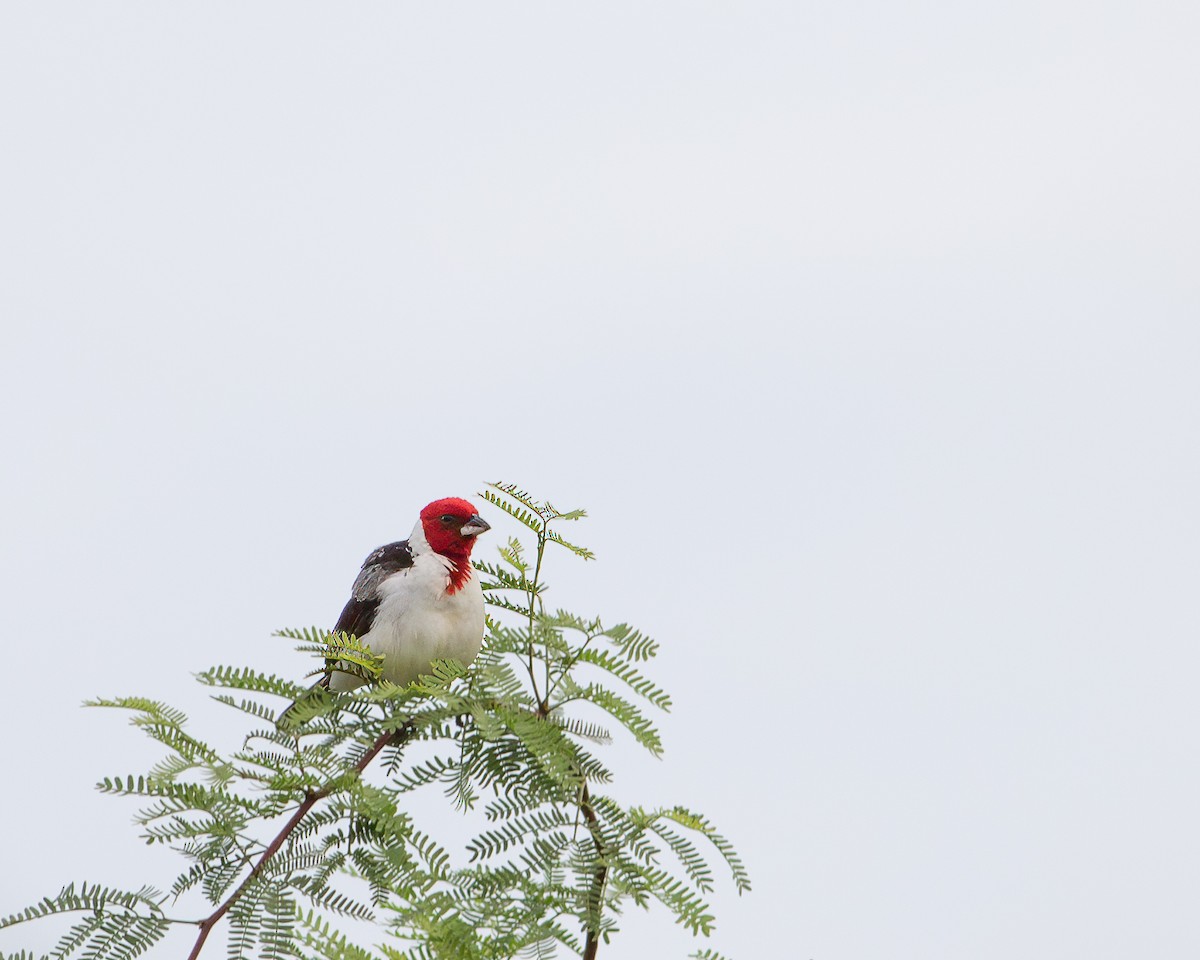 Red-cowled Cardinal - ML620404954