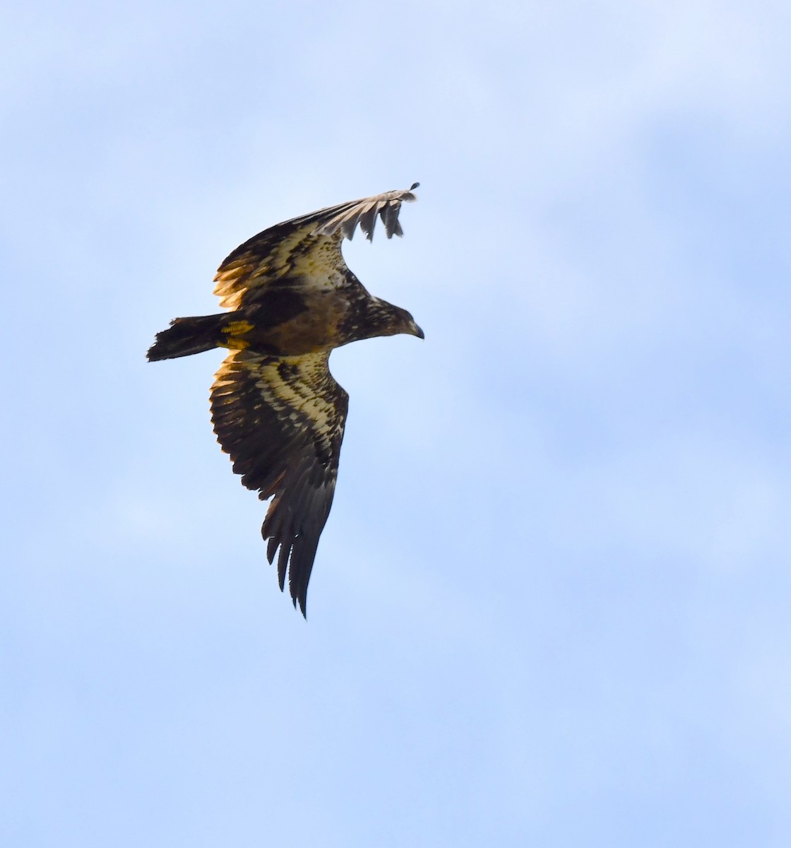 Bald Eagle - ML620404971