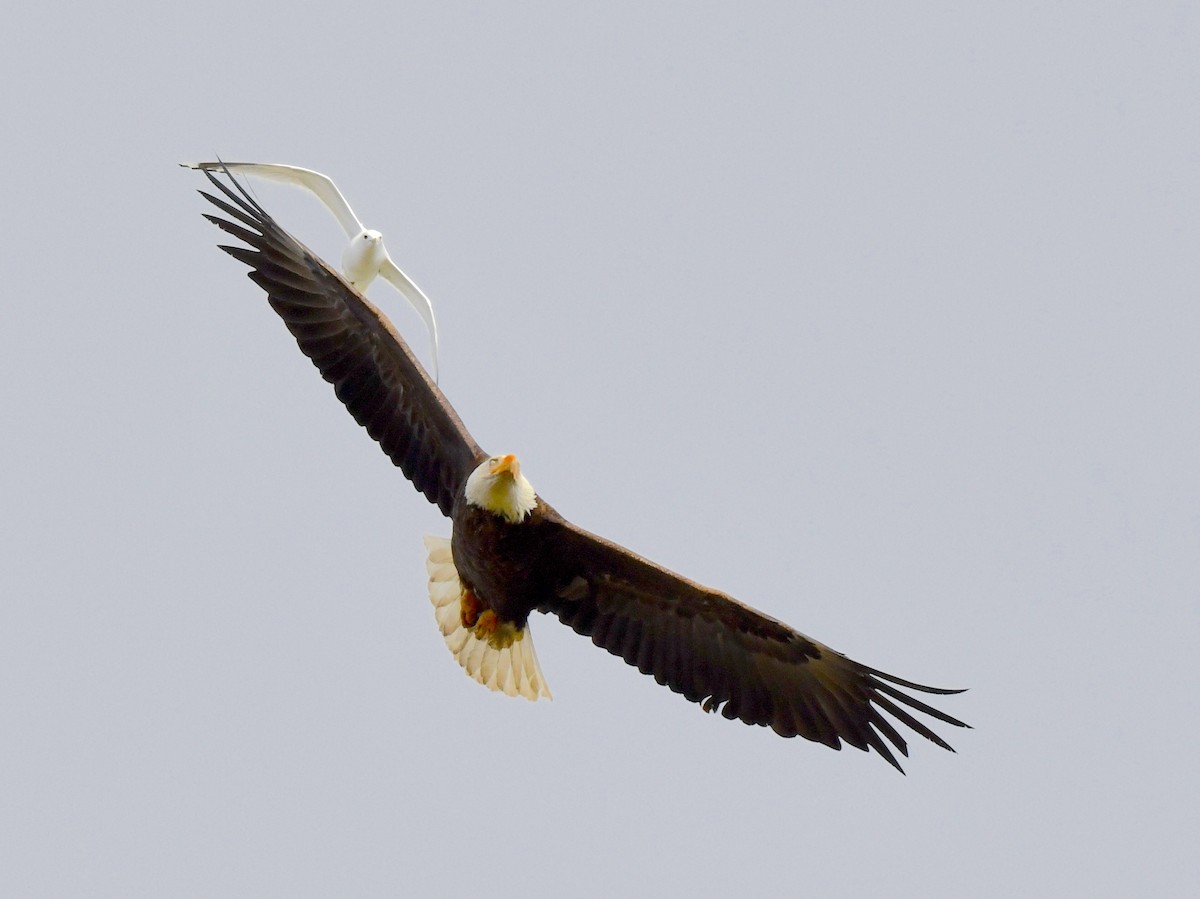 Bald Eagle - ML620404974