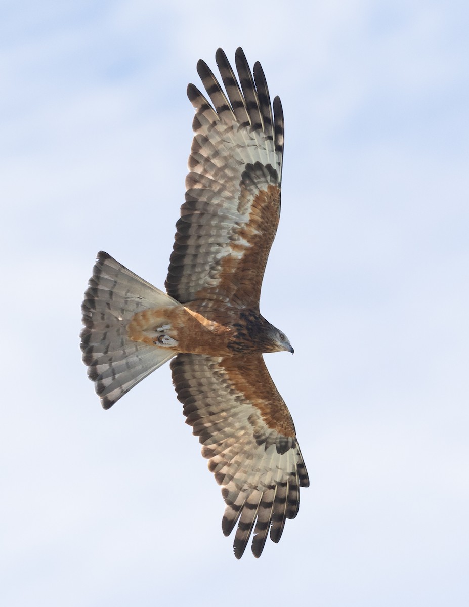 Square-tailed Kite - ML620404991