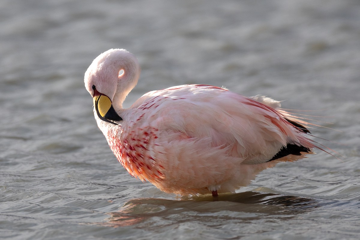 Puna Flamingosu - ML620405002