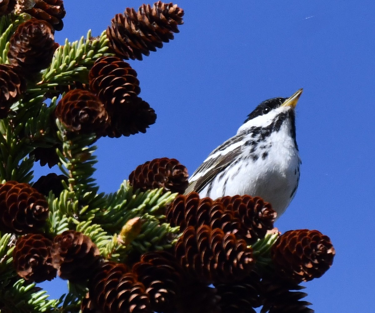 Blackpoll Warbler - ML620405011