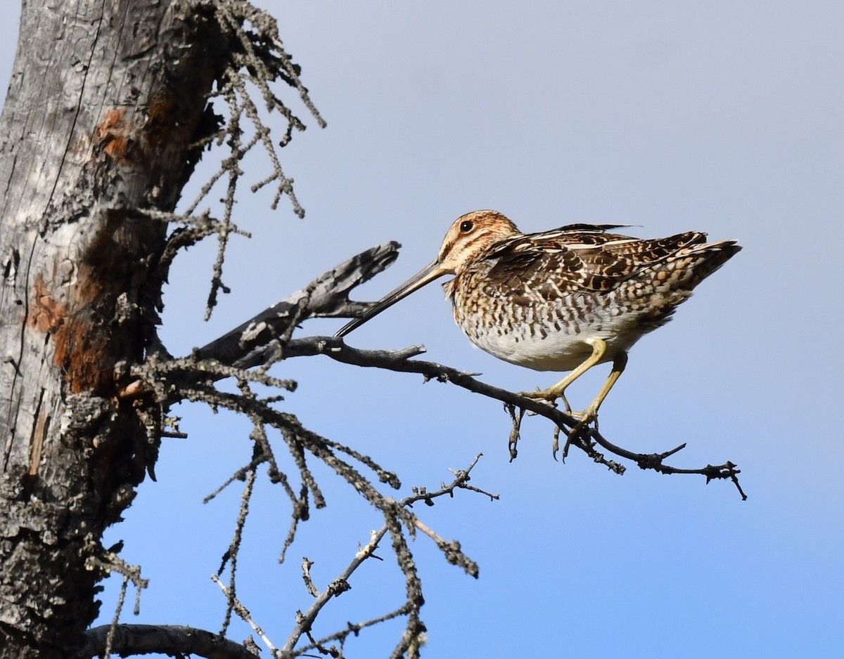 Wilson's Snipe - ML620405023