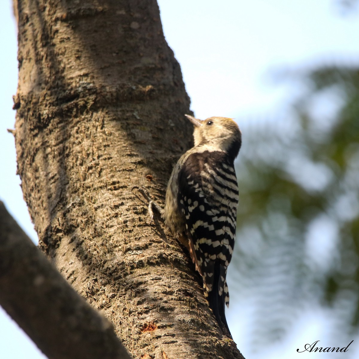 Brown-fronted Woodpecker - ML620405028