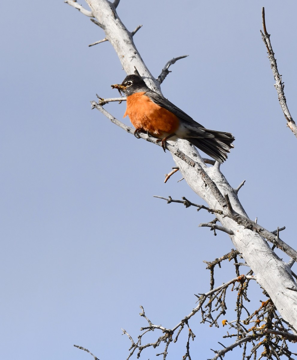 American Robin - ML620405030