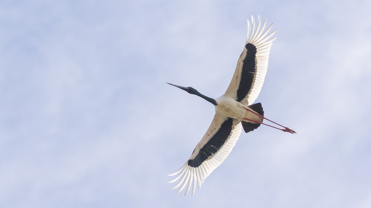 Black-necked Stork - ML620405035