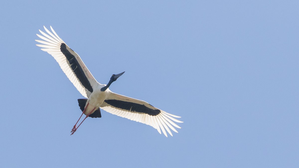 Black-necked Stork - ML620405036
