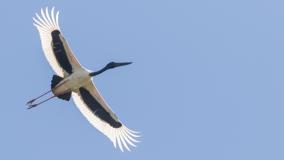 Black-necked Stork - ML620405037