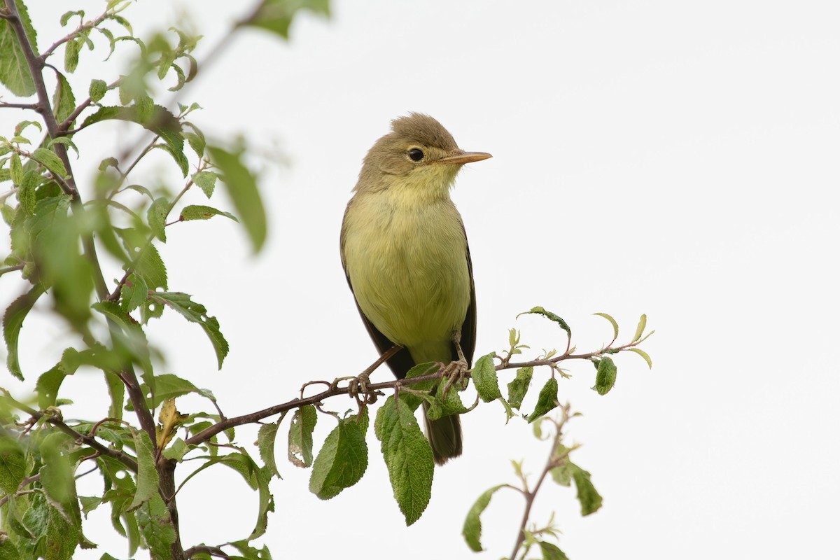 Melodious Warbler - ML620405055