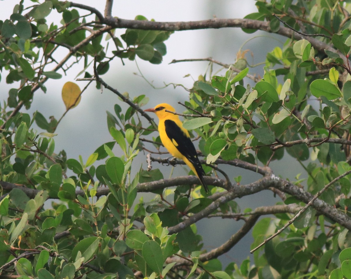 Indian Golden Oriole - ML620405057