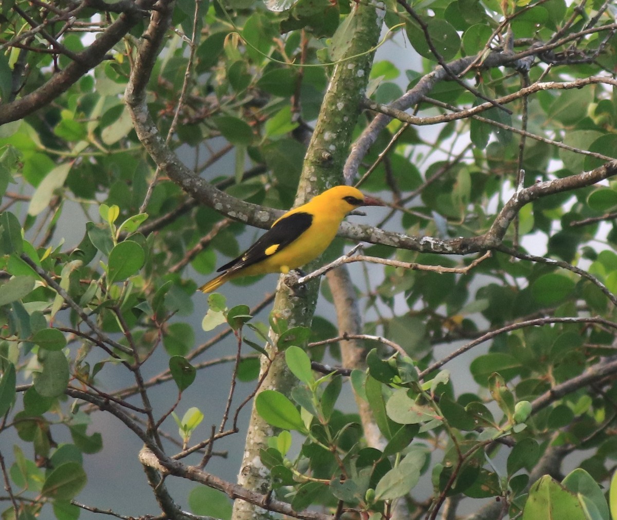 Indian Golden Oriole - ML620405058