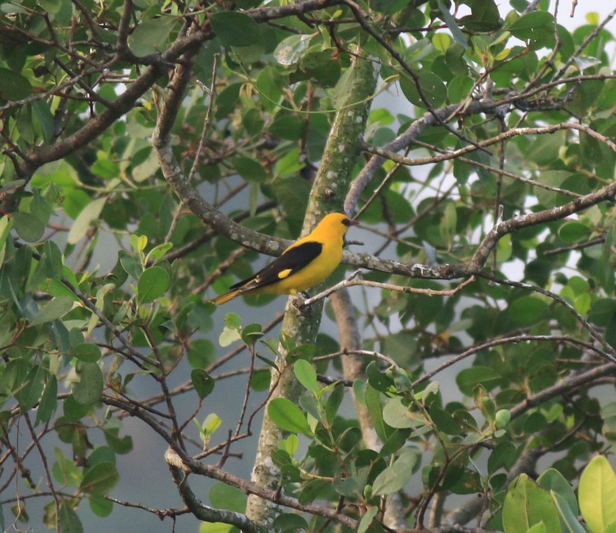 Indian Golden Oriole - ML620405059