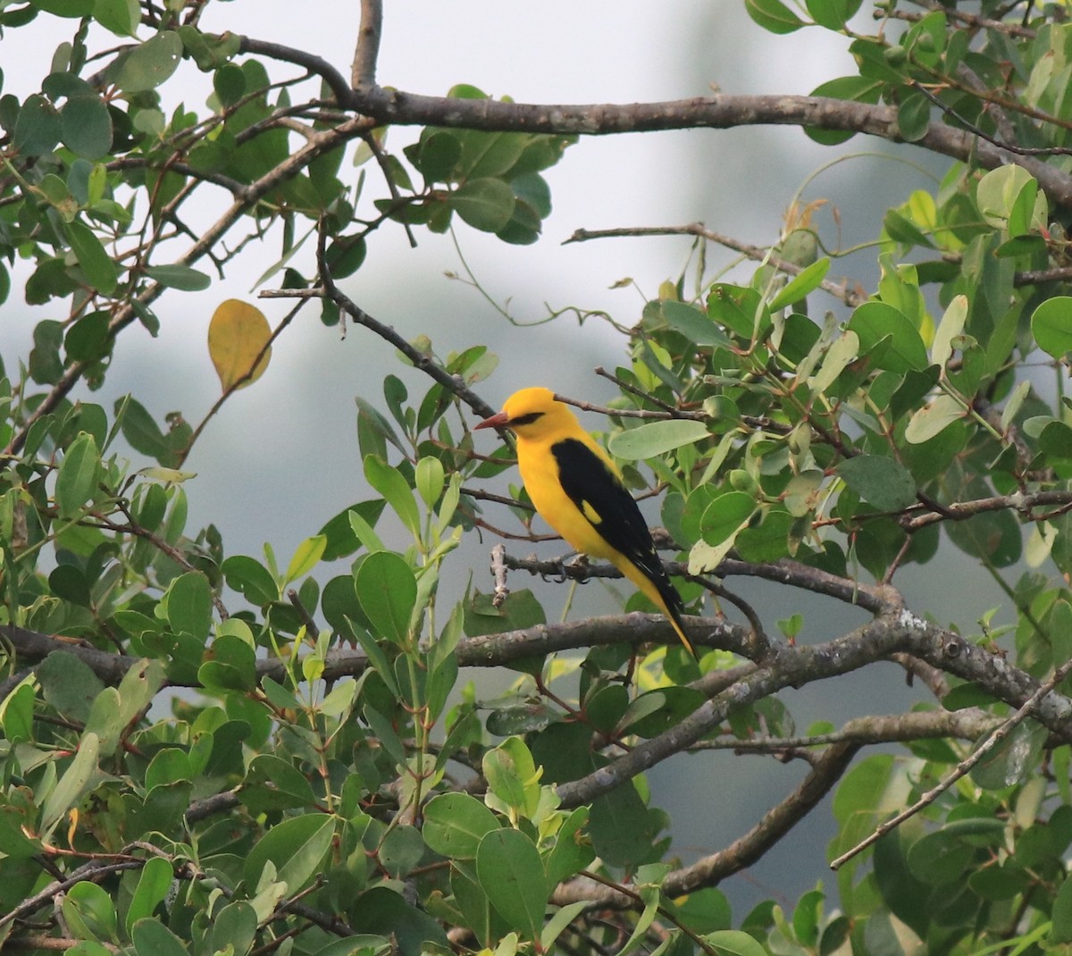 Indian Golden Oriole - ML620405060