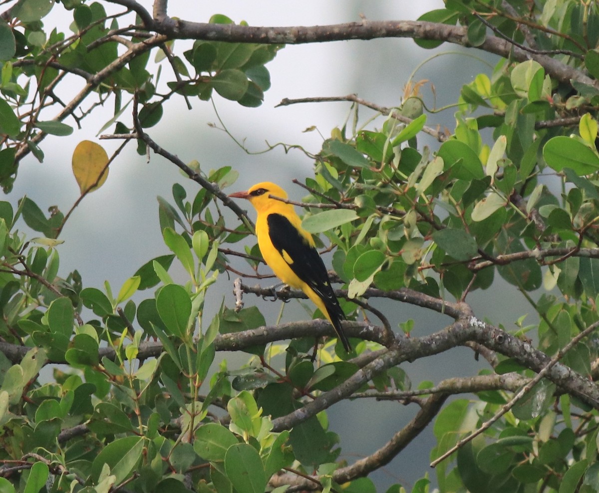 Indian Golden Oriole - ML620405061