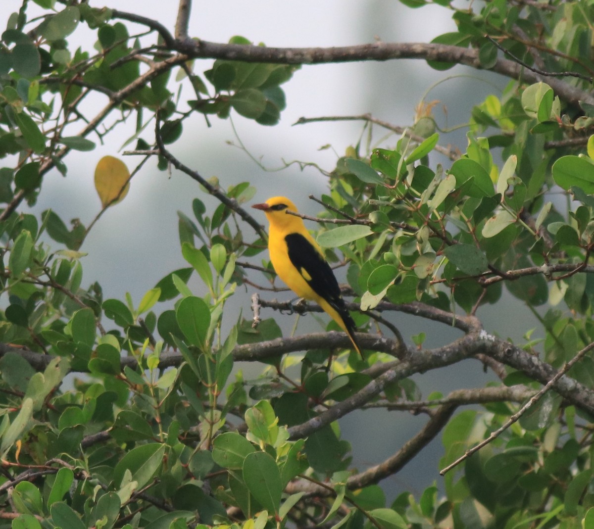 Indian Golden Oriole - ML620405062