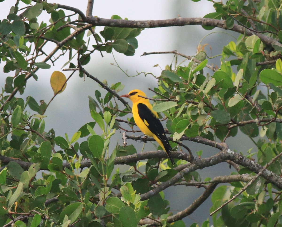Indian Golden Oriole - ML620405063