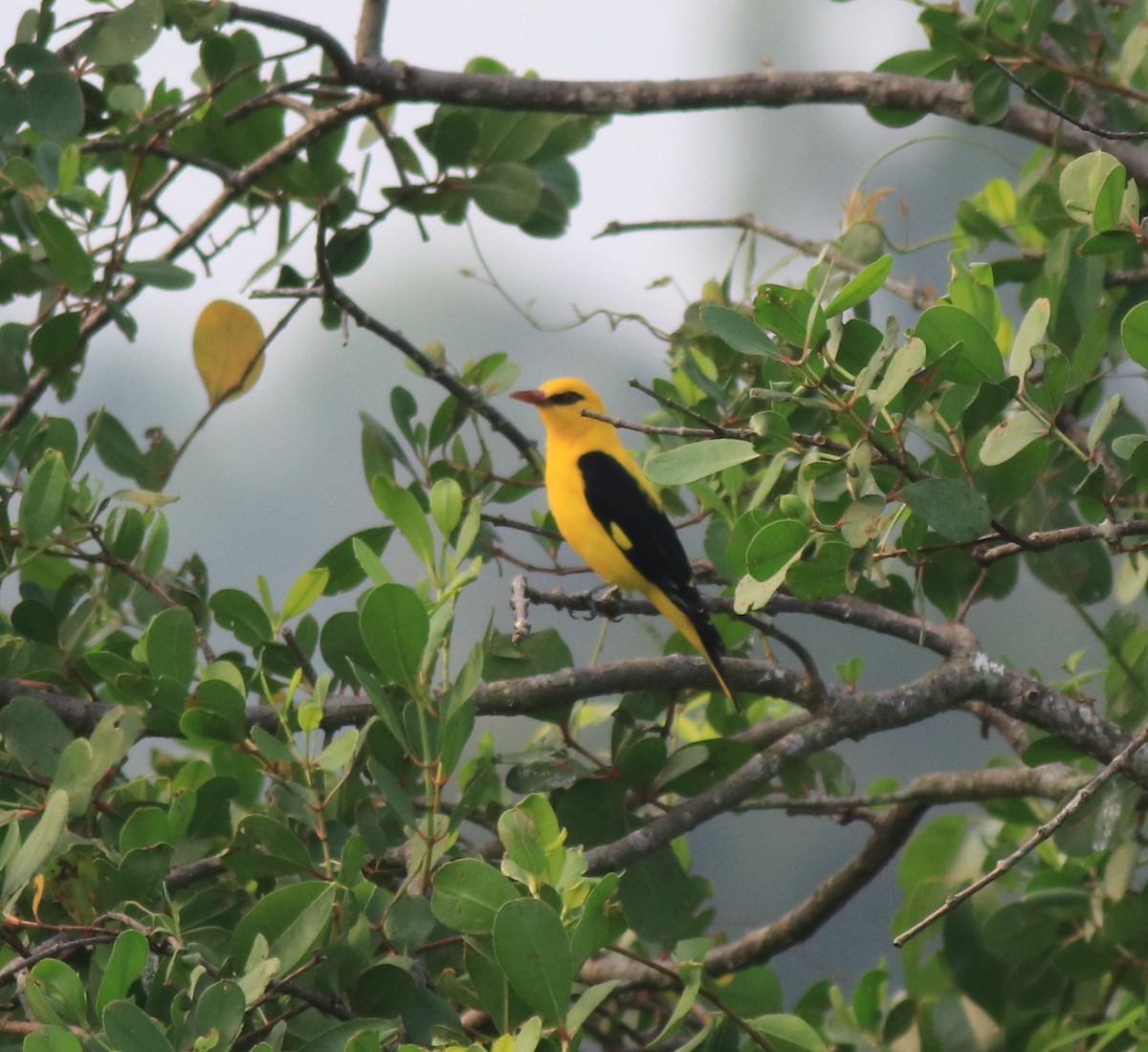 Indian Golden Oriole - ML620405064
