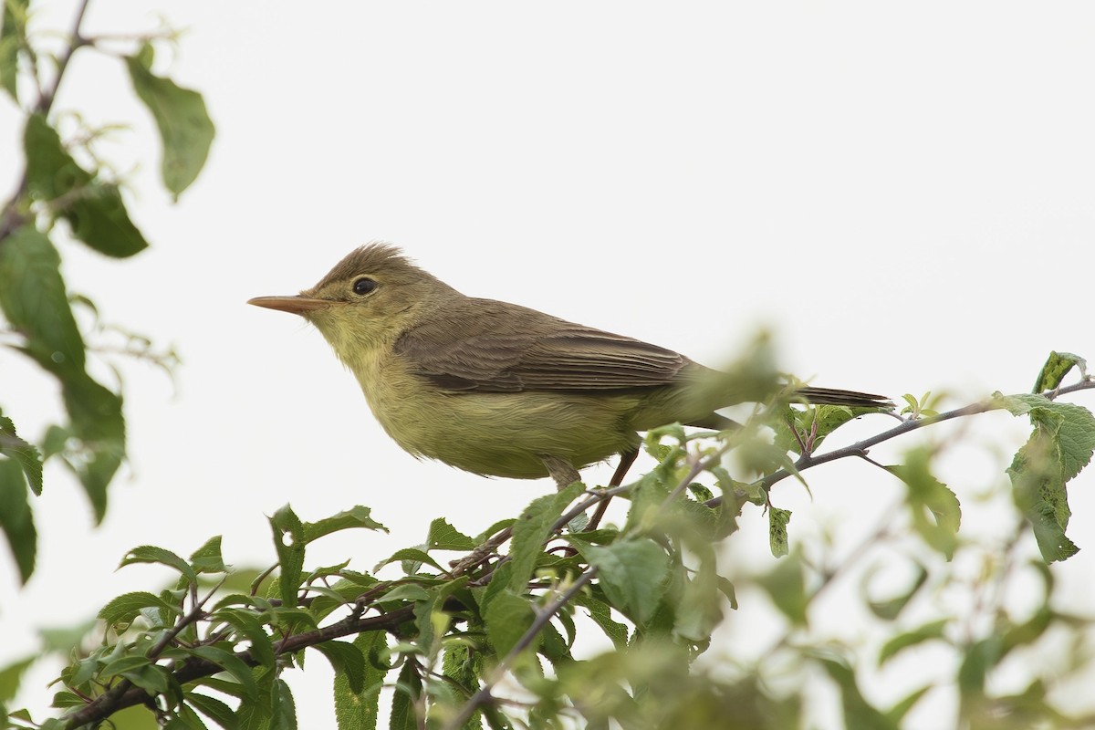 Melodious Warbler - ML620405065