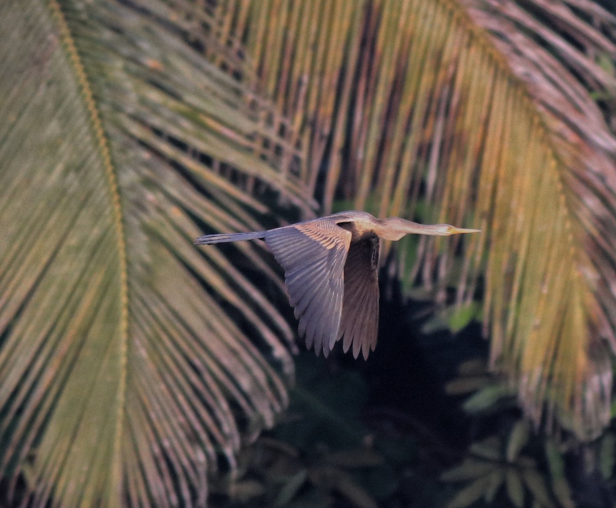 Oriental Darter - ML620405077