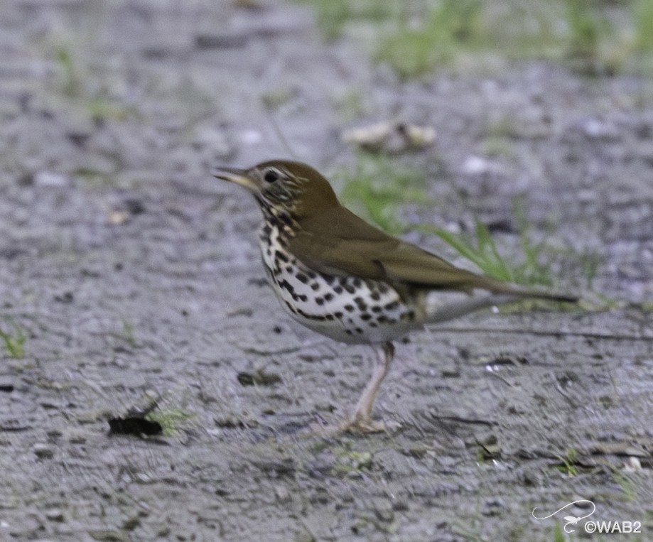 Wood Thrush - William Blodgett Jr.