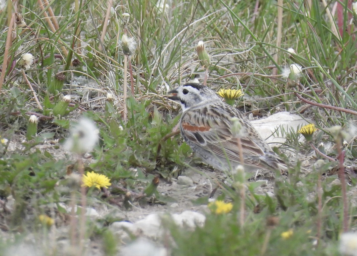 Thick-billed Longspur - ML620405088