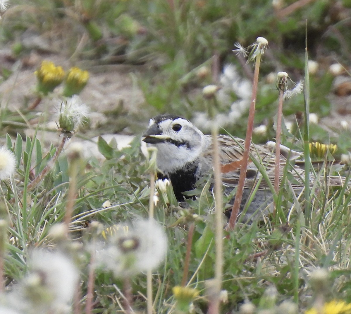 Thick-billed Longspur - ML620405089