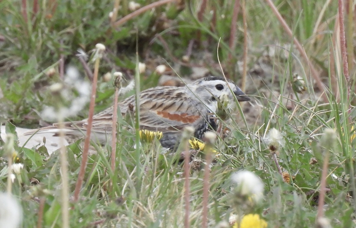 Thick-billed Longspur - ML620405090