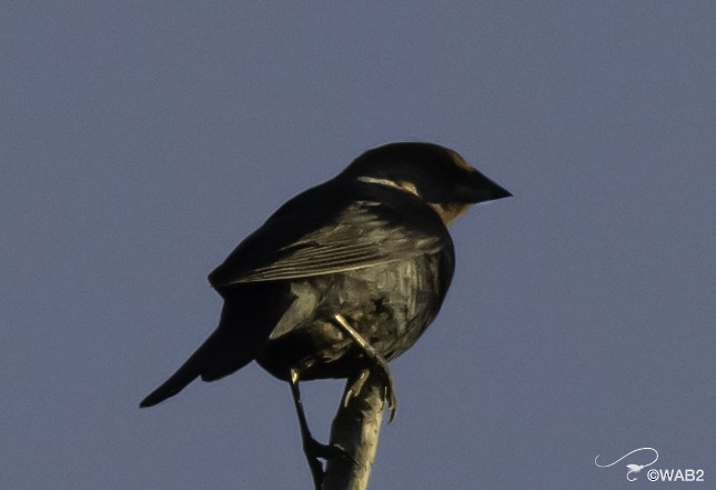 Brown-headed Cowbird - ML620405108