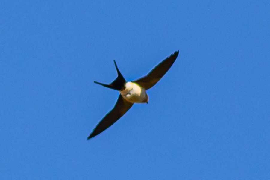 Red-rumped Swallow - ML620405116