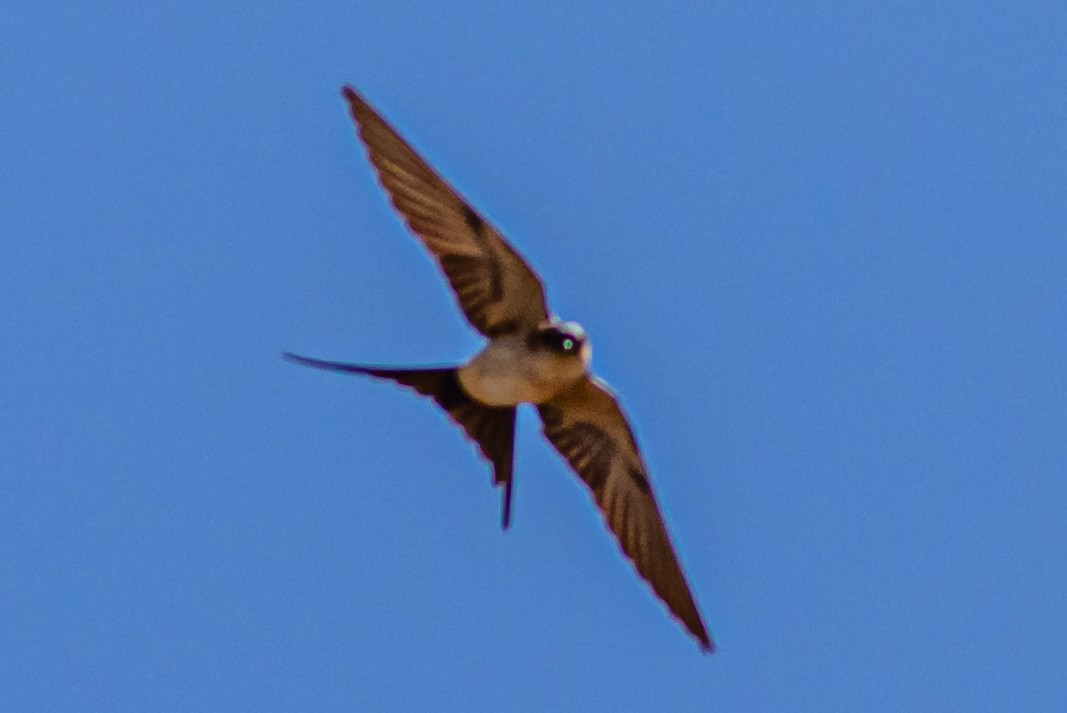 Red-rumped Swallow - ML620405117