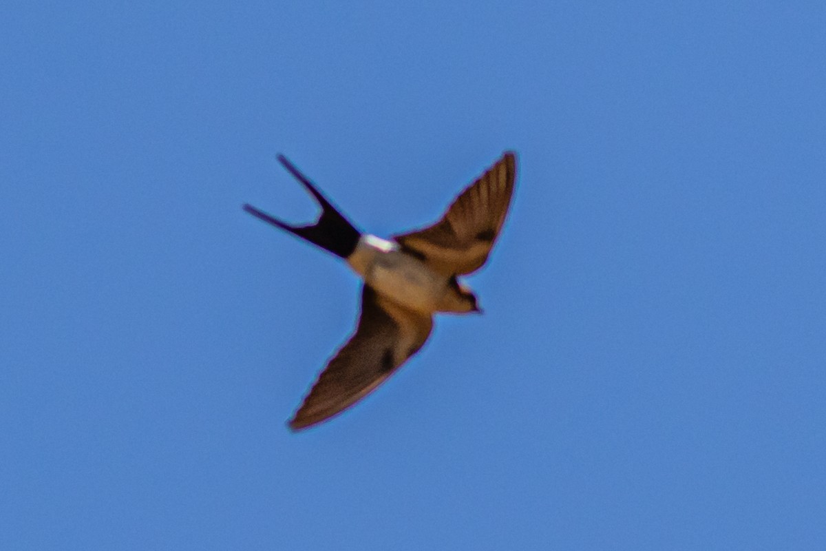 Red-rumped Swallow - ML620405118