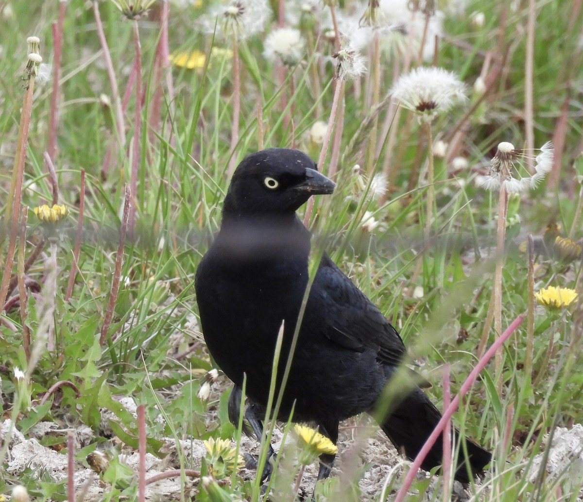 Brewer's Blackbird - ML620405119