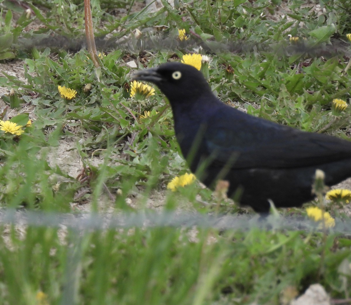 Brewer's Blackbird - ML620405120