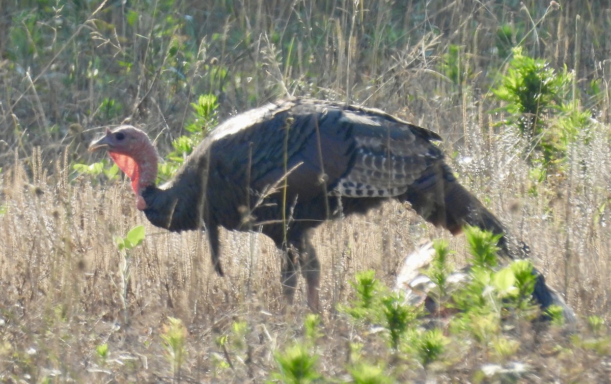 Guajolote Gallipavo - ML620405130