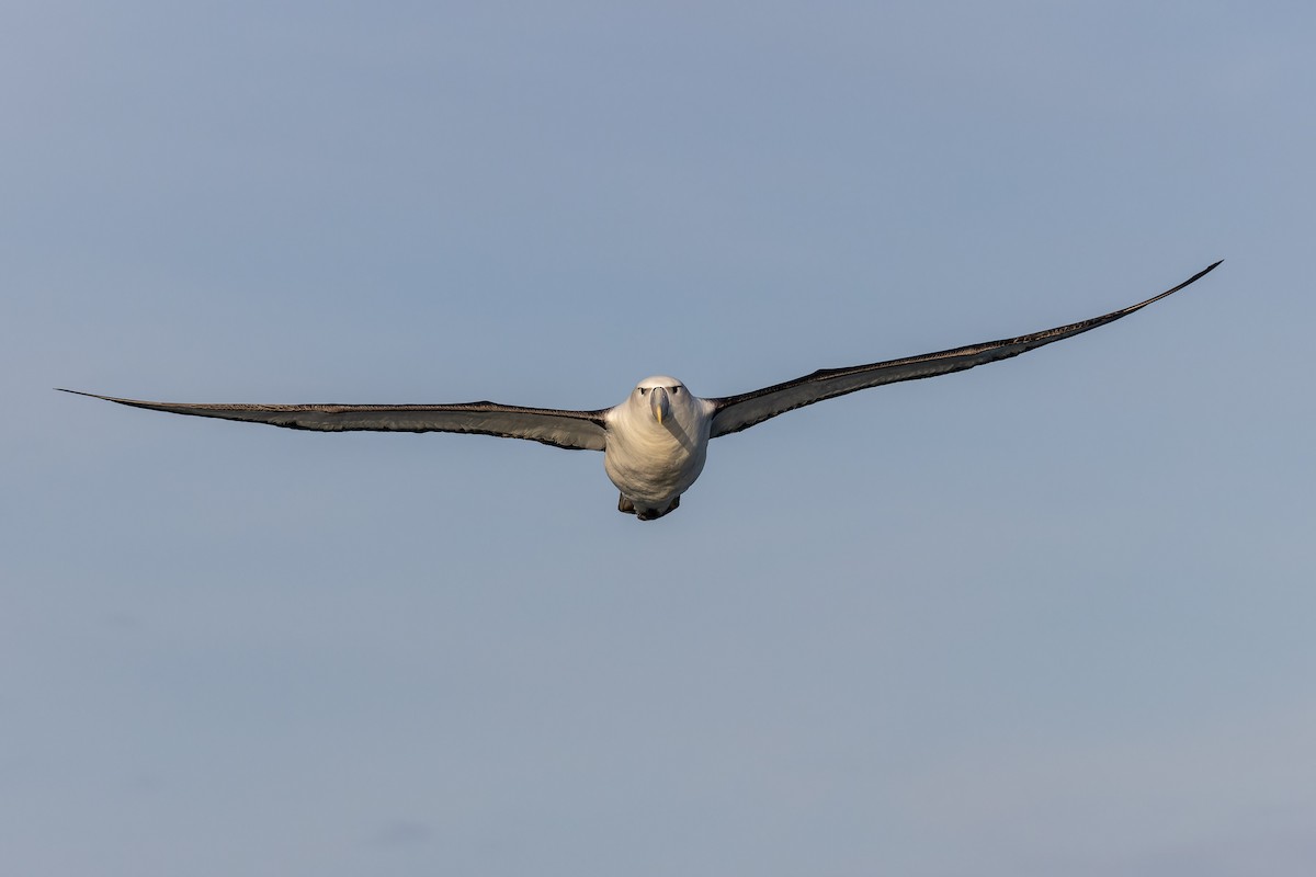 White-capped Albatross - Sila Viriyautsahakul