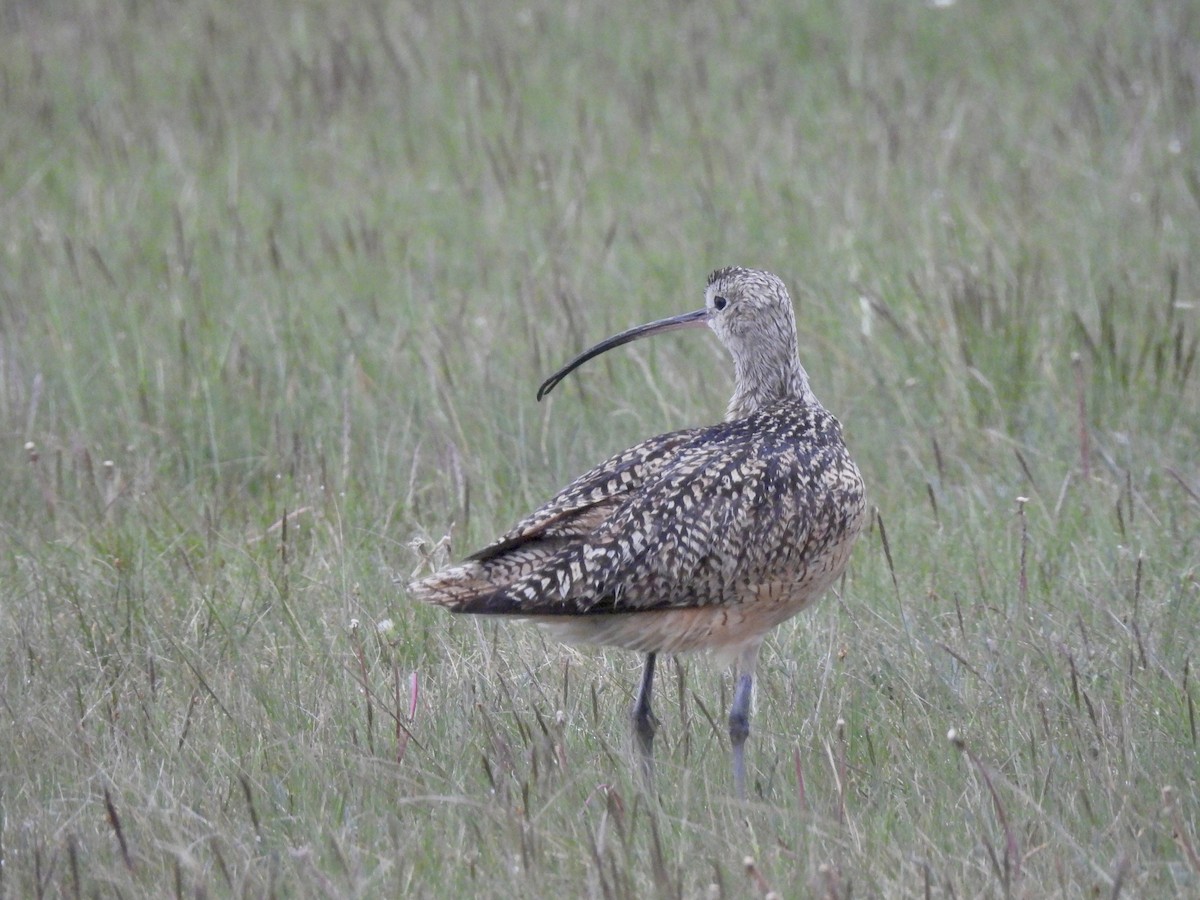Long-billed Curlew - ML620405133