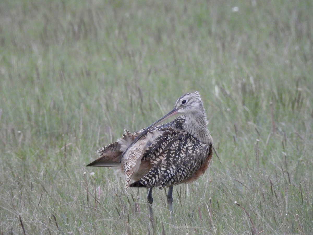 Long-billed Curlew - ML620405134